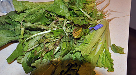 餐厨烂菜叶子香蕉视频H下载
